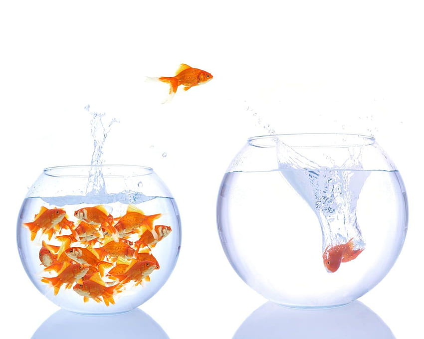 School of goldfish in fish bowl and one jumping out, bowl fish HD wallpaper