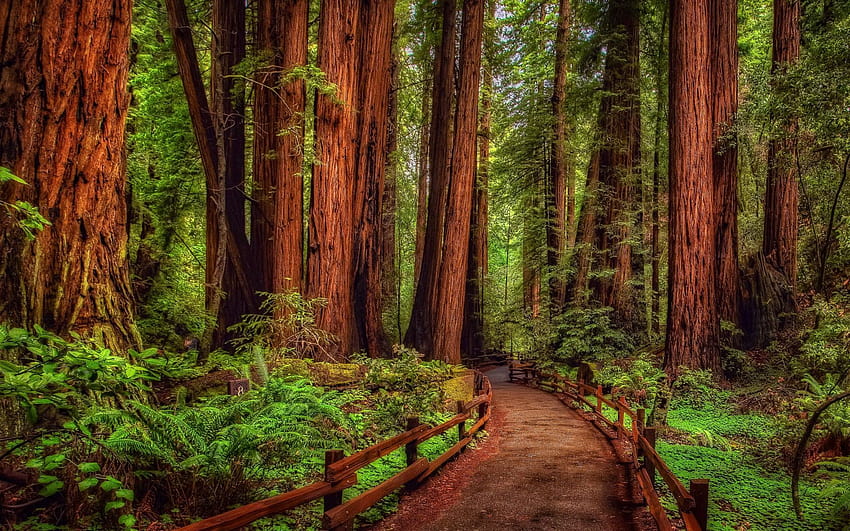 Forêt de séquoias Fond d'écran HD