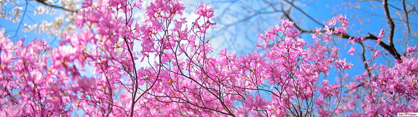 Selamat musim semi, musim semi 5120x1440 Wallpaper HD
