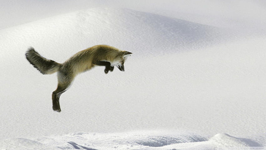 Red Fox Vulpes Fulva Leaping For Vole ❤ for, grey fox 1920x1080 HD wallpaper