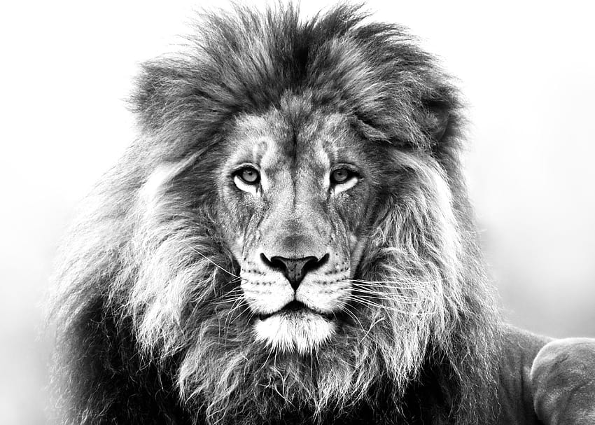 60 di animali maestosi ... androidguys, disegno del leone Sfondo HD