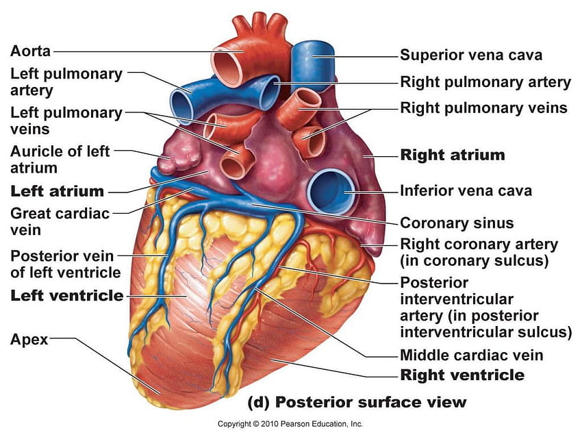 Anatomy System, heart anatomy HD wallpaper