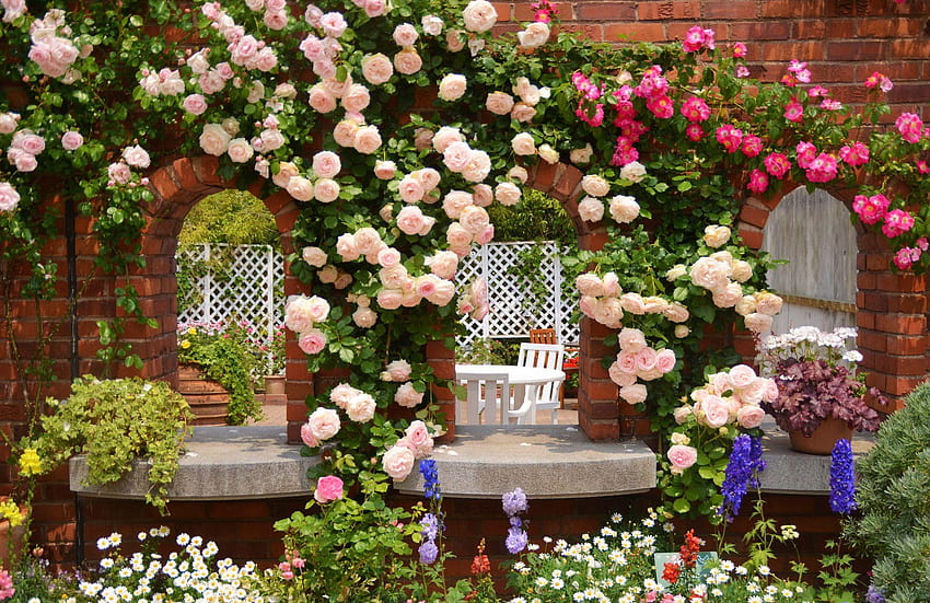 Rose garden Gallery, rose and fence HD wallpaper