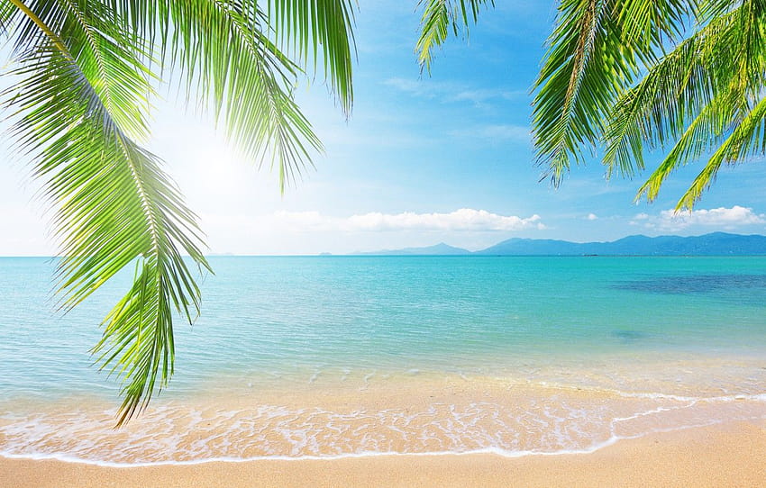 mar, cielo, nubes, paisaje, ramas, naturaleza, palmeras y playa tropical fondo de pantalla