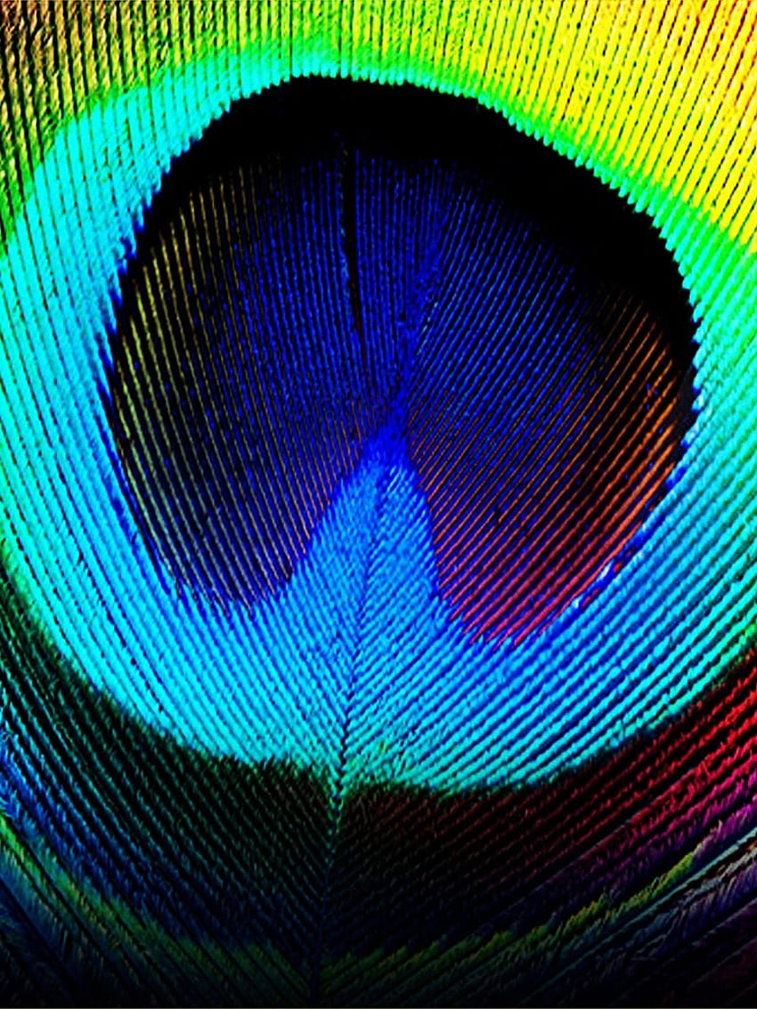 Iphone Peacock Feather, iphone krishna peacock feather HD phone wallpaper