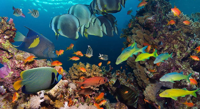 Sualtı balık balıkları okyanus deniz tropikal resif, okyanus resifi HD duvar kağıdı