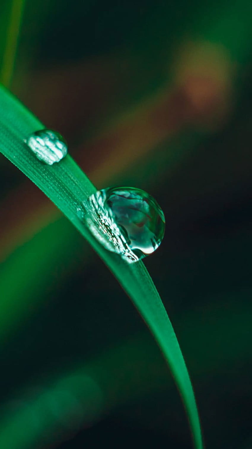 Green leaf , of water dew on grass, macro, nature, water drops • For ...