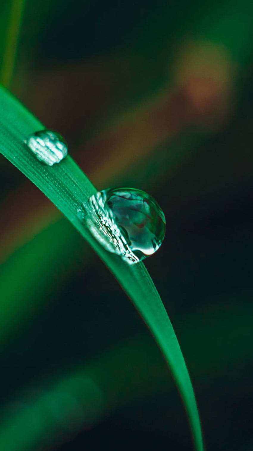 Зелено листо, водна роса върху трева, макро, природа, водни капки • For You For & Mobile, неонова прозрачна вода HD тапет за телефон