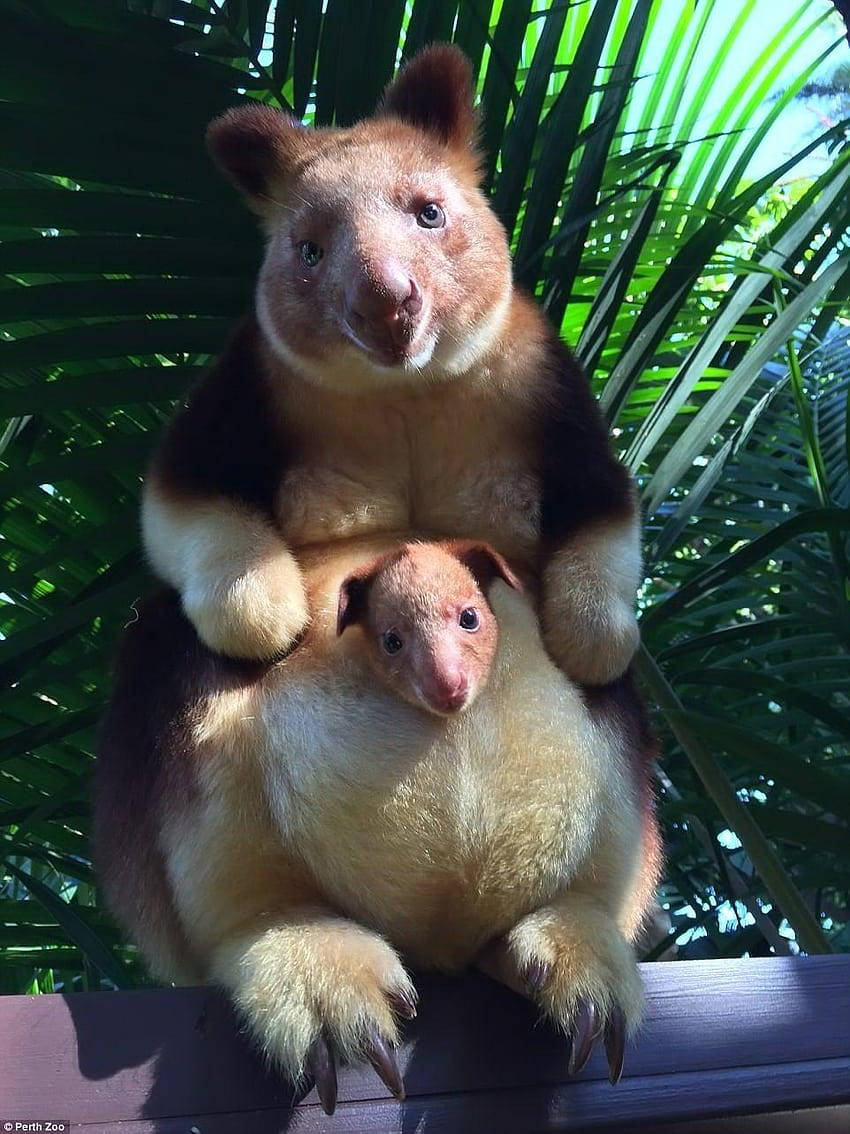 Току-що открих, че тези момчета съществуват. Дървесното кенгуру от Папуа Нова HD тапет за телефон