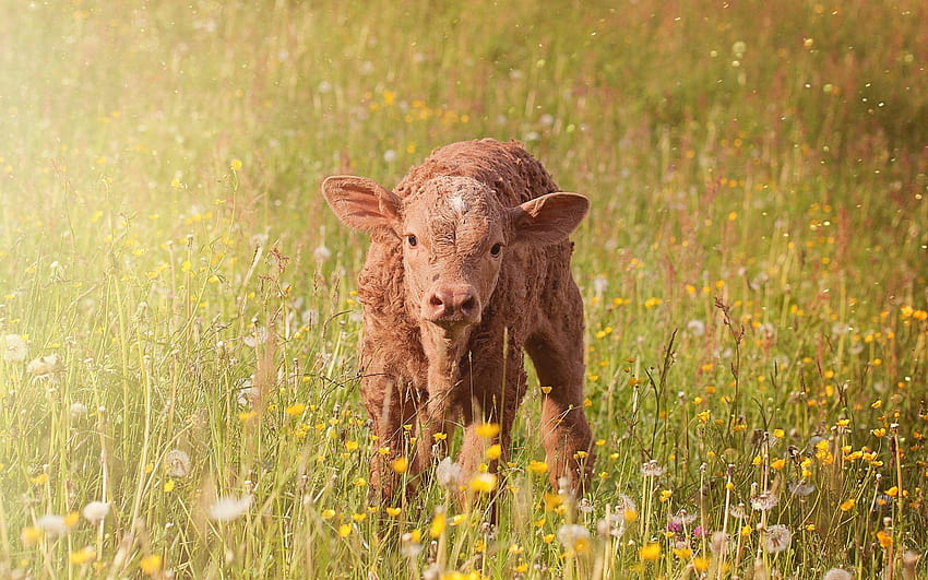 Brown calf in grass HD wallpaper