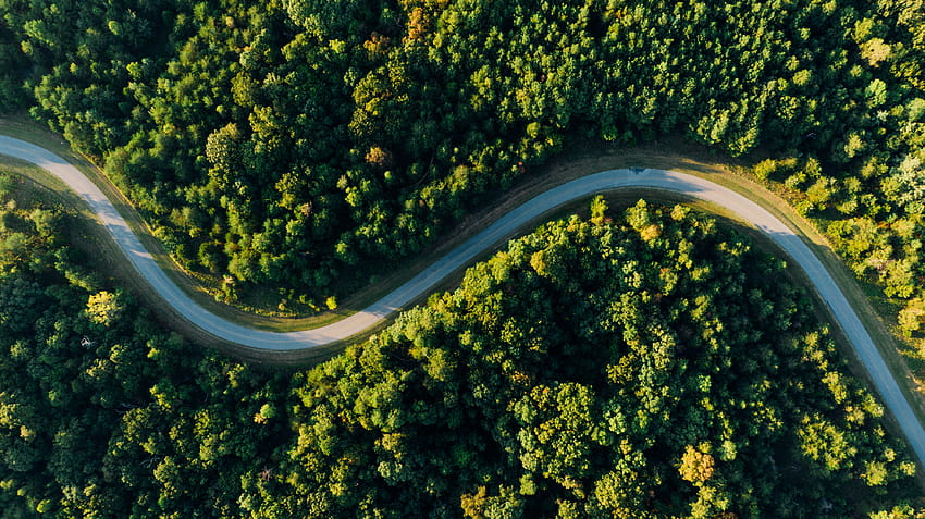 Pemandangan Jalan Raya yang Dikelilingi Oleh Pepohonan · Stok, pemandangan burung Wallpaper HD