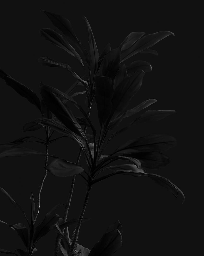 검은 꽃 [], 검은 씨앗 HD 전화 배경 화면