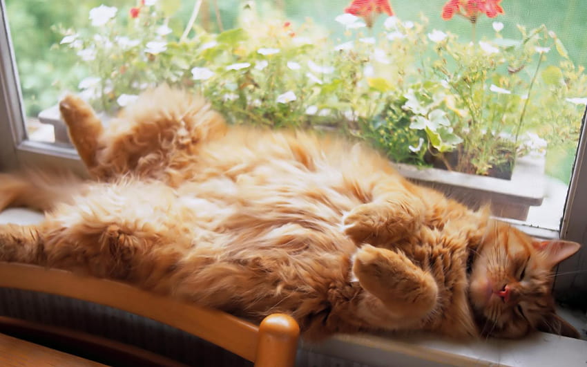 Ginger Cat Bliss : Geniş ekran : Yüksek Çözünürlük : Tam ekran HD duvar kağıdı