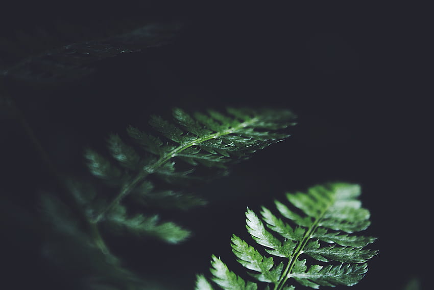 green fern leaf HD wallpaper