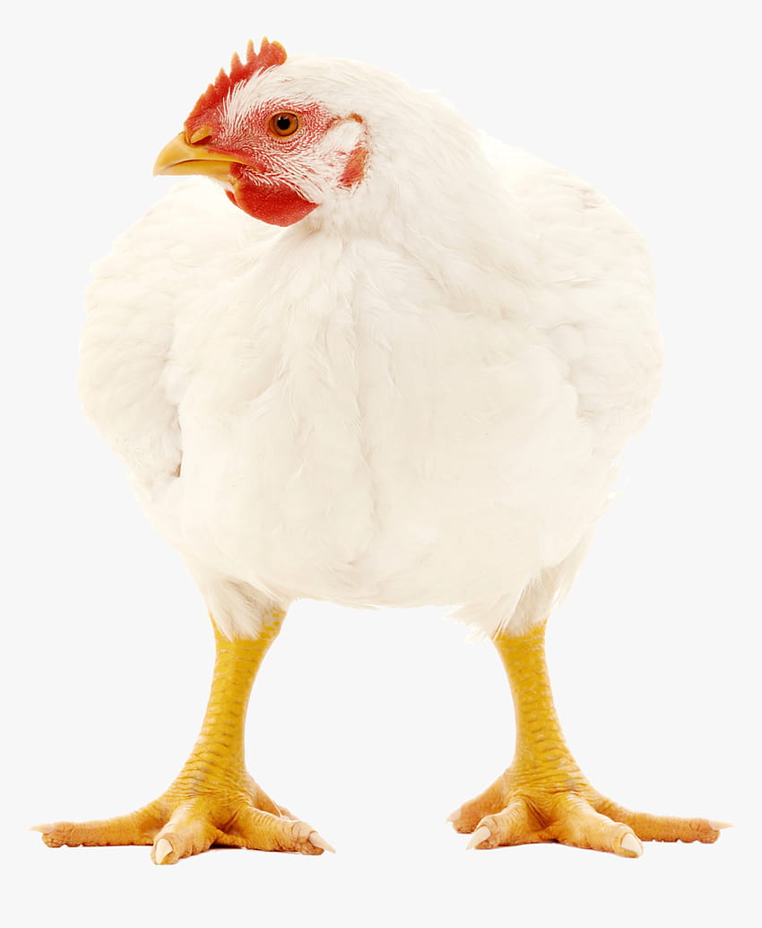 Kurczak Brojler Png, Przezroczysty Png , Przezroczysty Png Tapeta na telefon HD