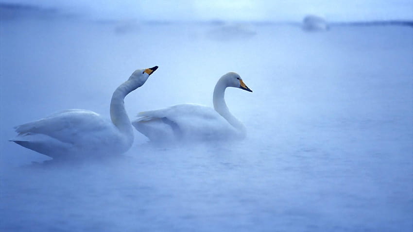 1920x1080 swan, lake, mist, steam, caring, swan lake HD wallpaper