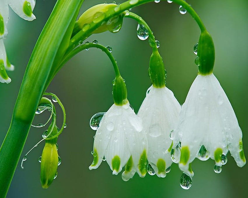 4 Rainy Spring Day, Vorfrühlingsschauer HD-Hintergrundbild