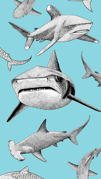 Hammerhead Shark Desktop Wallpaper Hd For Mobile Phones And Laptops   Wallpapers13com