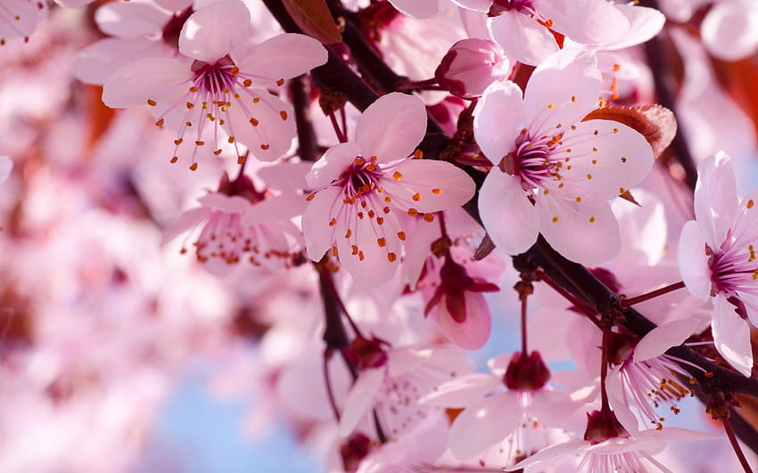 Rama de flores de cerezo flores de flor de primavera, tiempo de primavera para flor fondo de pantalla