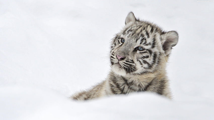Hite Tiger Cubs In Snow , Backgrounds, white tiger cub HD wallpaper