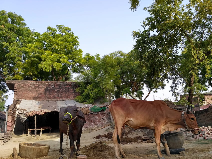 запас от крава, село, индийско село HD тапет