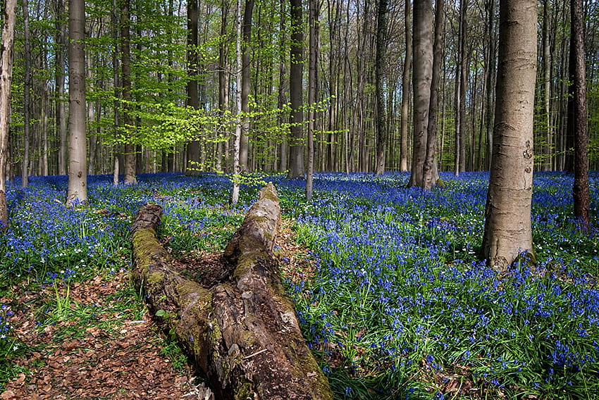 Belgium Hallerbos Spring Nature Forests Trunk tree Trees, spring belgium HD wallpaper