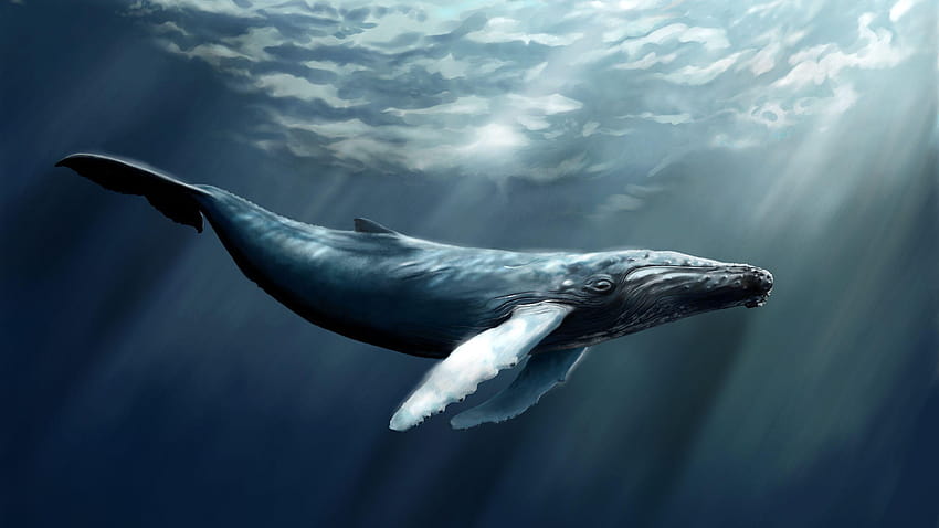 baleia jubarte papel de parede HD