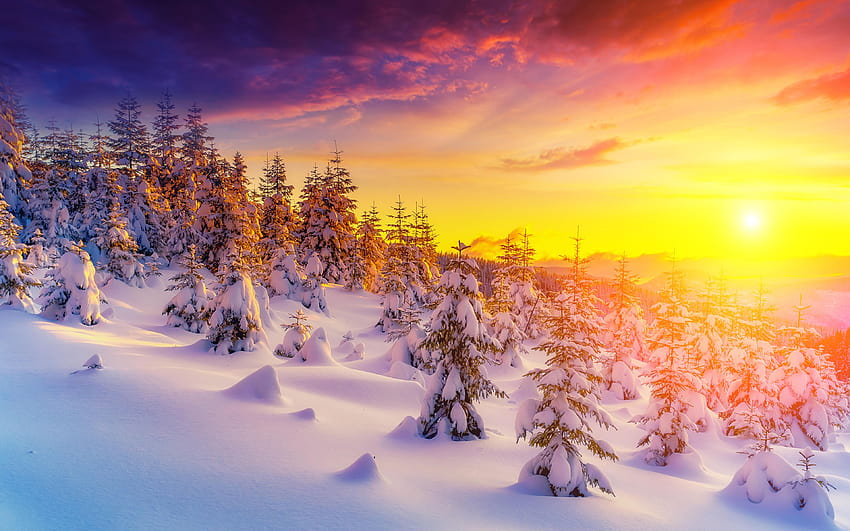 Winter Tree At Sunset And Quality, winter full HD wallpaper | Pxfuel