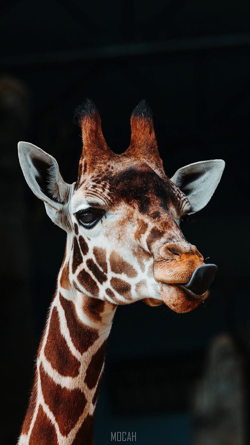 285762 Giraffe, Giraffidae, Terrestrial Animal, Wildlife, Head, Samsung Galaxy J3 2016 , 720x1280, giraffe iphone HD phone wallpaper