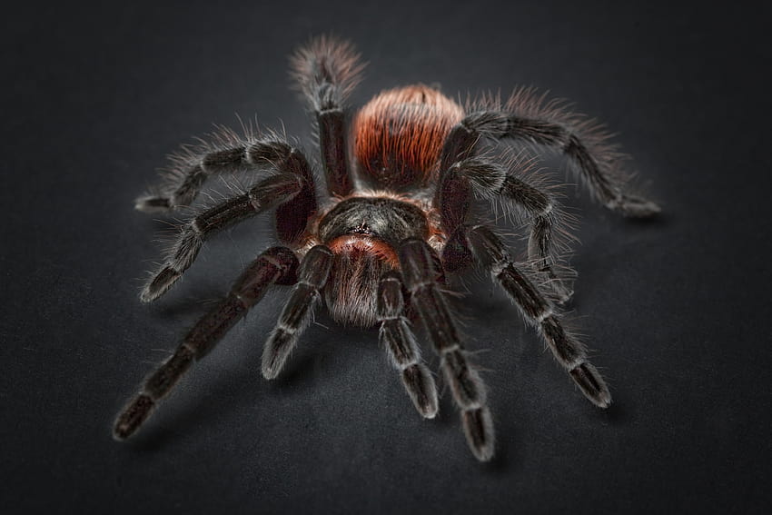 Spider Tarantula Arachnophobia Insect Macro, สัตว์, พื้นหลังและแมลงแมงมุม วอลล์เปเปอร์ HD
