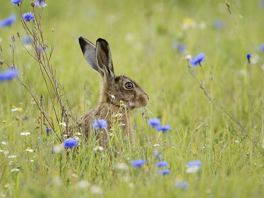Szary królik, zając, trawa, niebieskie kwiaty 750x1334 iPhone 8/7/6/6S, króliki w wiosennych liściach Tapeta HD