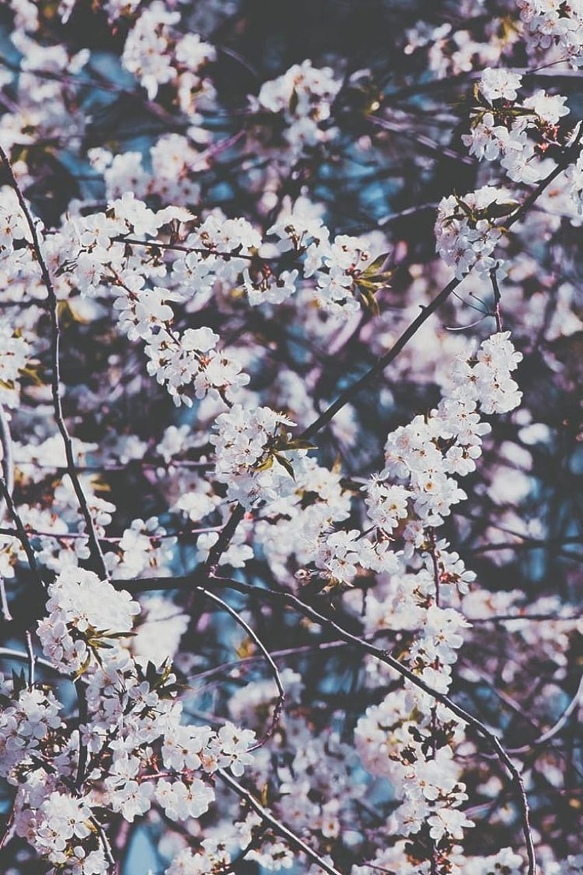 spring wallpaper tumblr quotes