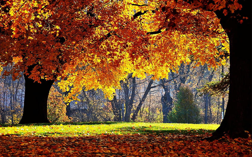 6 Fall Computer, autumn oak leaves on the river HD wallpaper