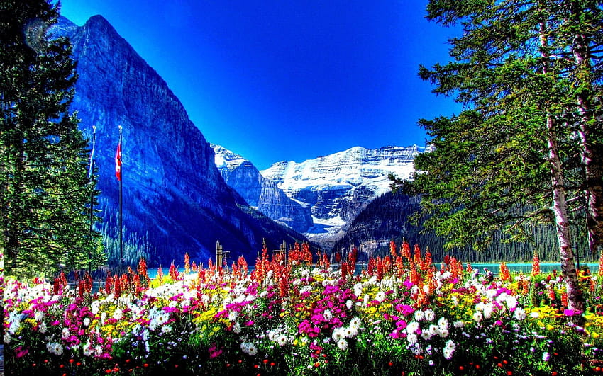 Parques de diversões: BANFF NATIONAL PARK CANADA Flowers Mountains Full papel de parede HD