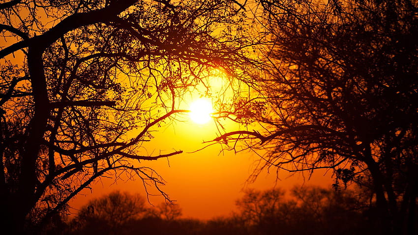 Park Narodowy Krugera Republika Południowej Afryki Słońce Zachód słońca Drzewa, park narodowy Tapeta HD