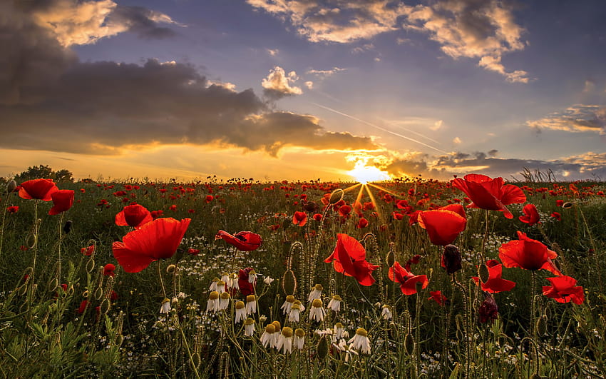 Sunset Field Poppies Wakefield Di West Yorkshire, Inggris Wallpaper HD