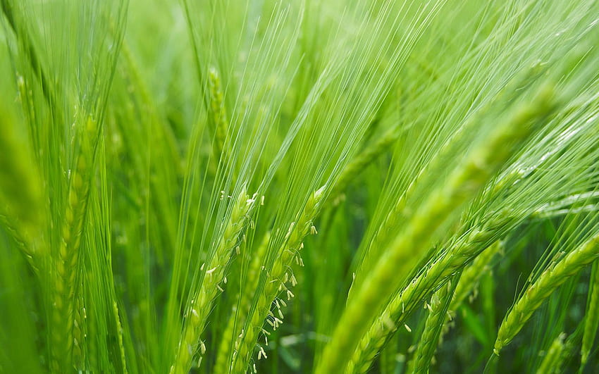 Best 2 Barley on Hip, ечемична декоративна трева от лисича опашка HD тапет