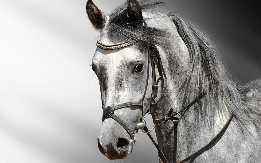 side view, gray horse HD wallpaper