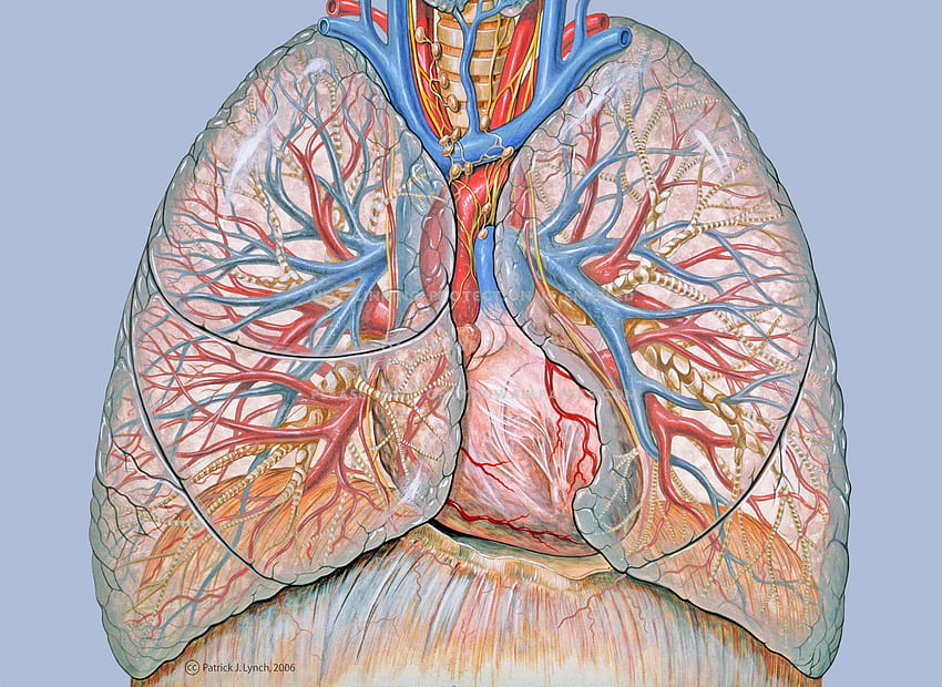 肺の解剖学 肺、 高画質の壁紙