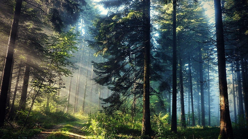 Rayo de sol a través de los árboles, rayos de sol del bosque fondo de pantalla