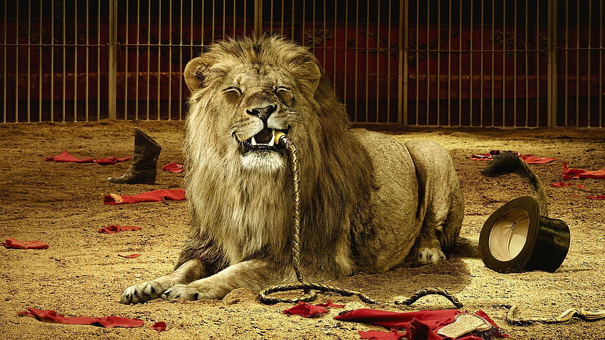 Dangerous Lion, dangereux pour mobile Fond d'écran HD