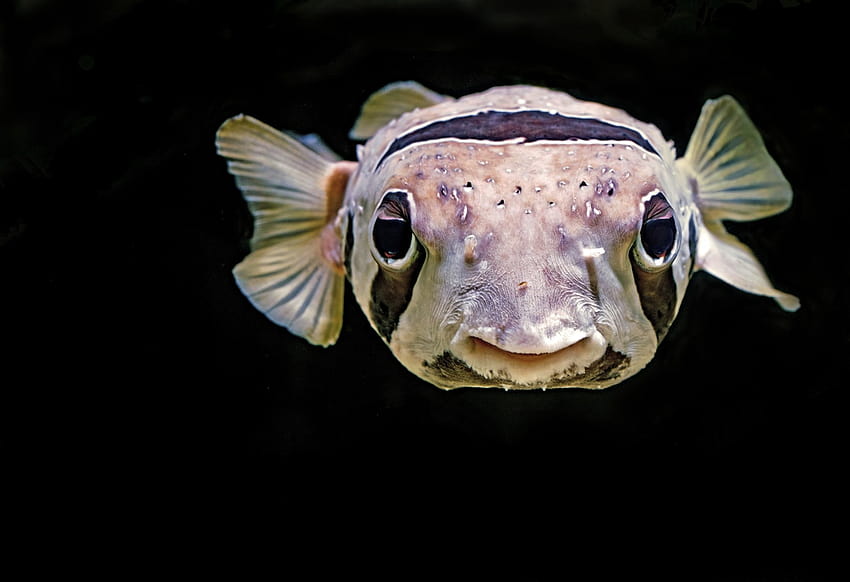 Pufferfish causes an unexpected risk to shellfish in Europe HD wallpaper
