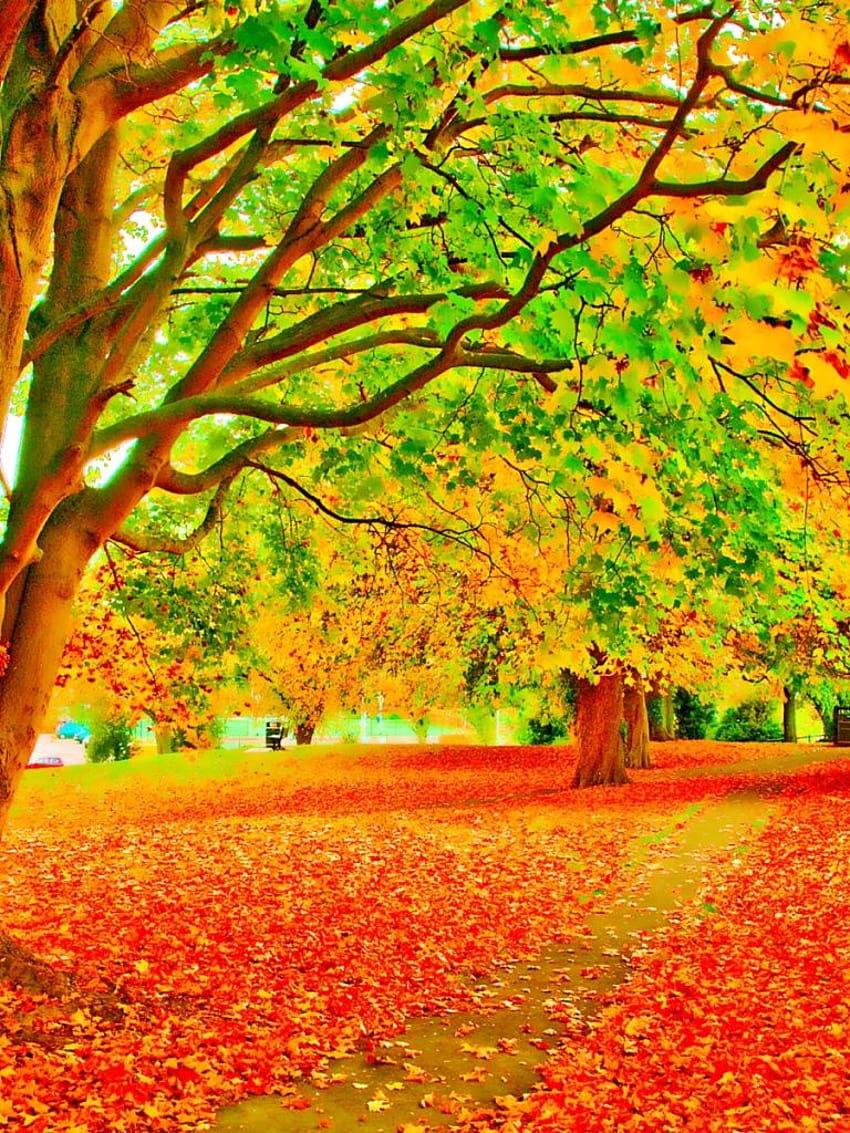 768x1024 Bright Autumn Foliage Way Wall Ipad mini HD phone wallpaper ...