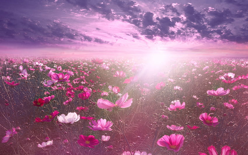 Bunga merah muda, Kosmos, Matahari Terbit, Taman, Pemandangan langit, Awan, Bunga, bunga matahari terbit musim semi Wallpaper HD