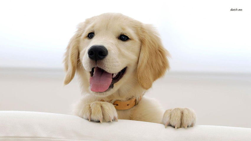 Golden Retriever Puppy Smiling , Backgrounds, smile dog HD wallpaper