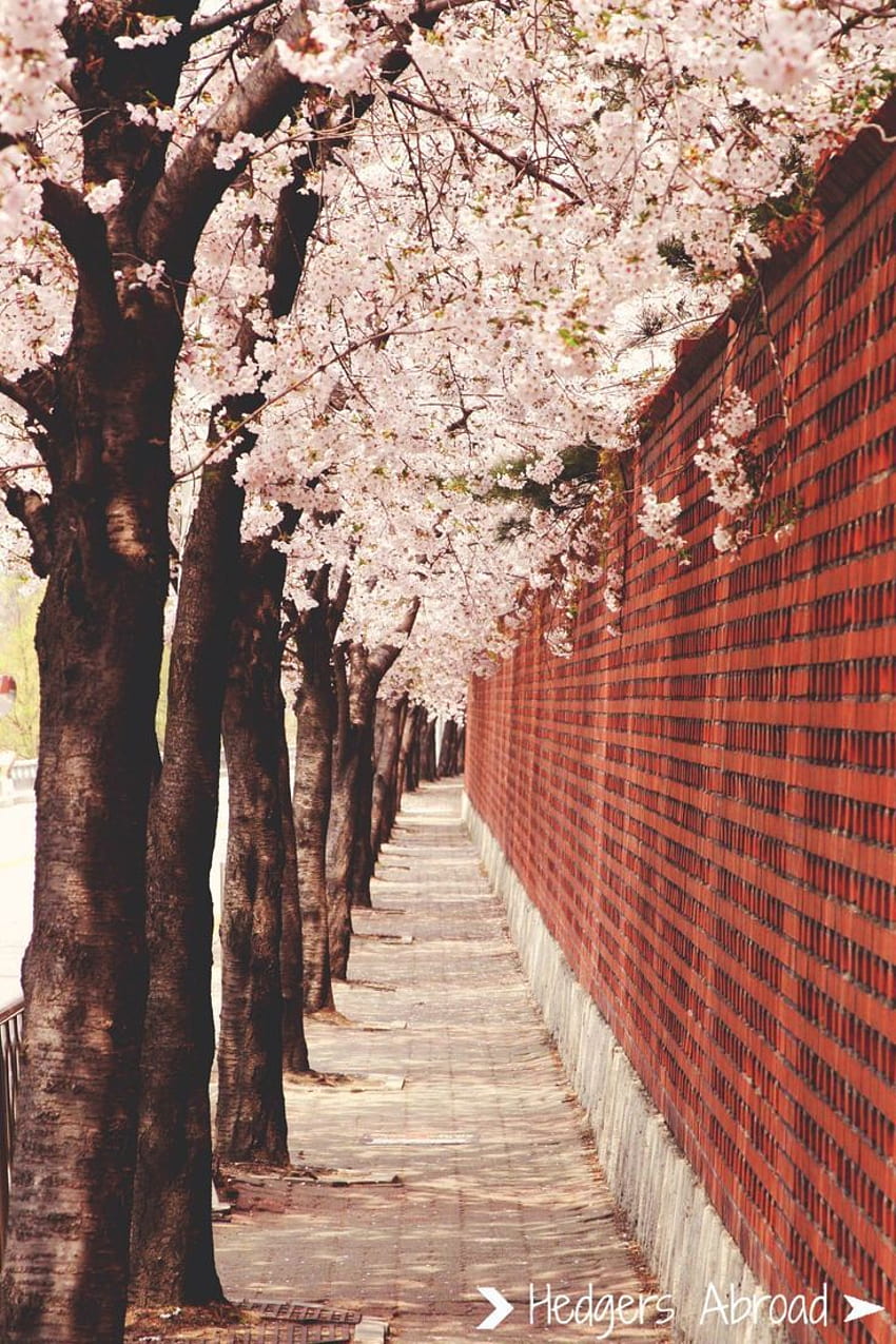 春は韓国で一番好きな季節です！ ソウルの桜、春の韓国 HD電話の壁紙