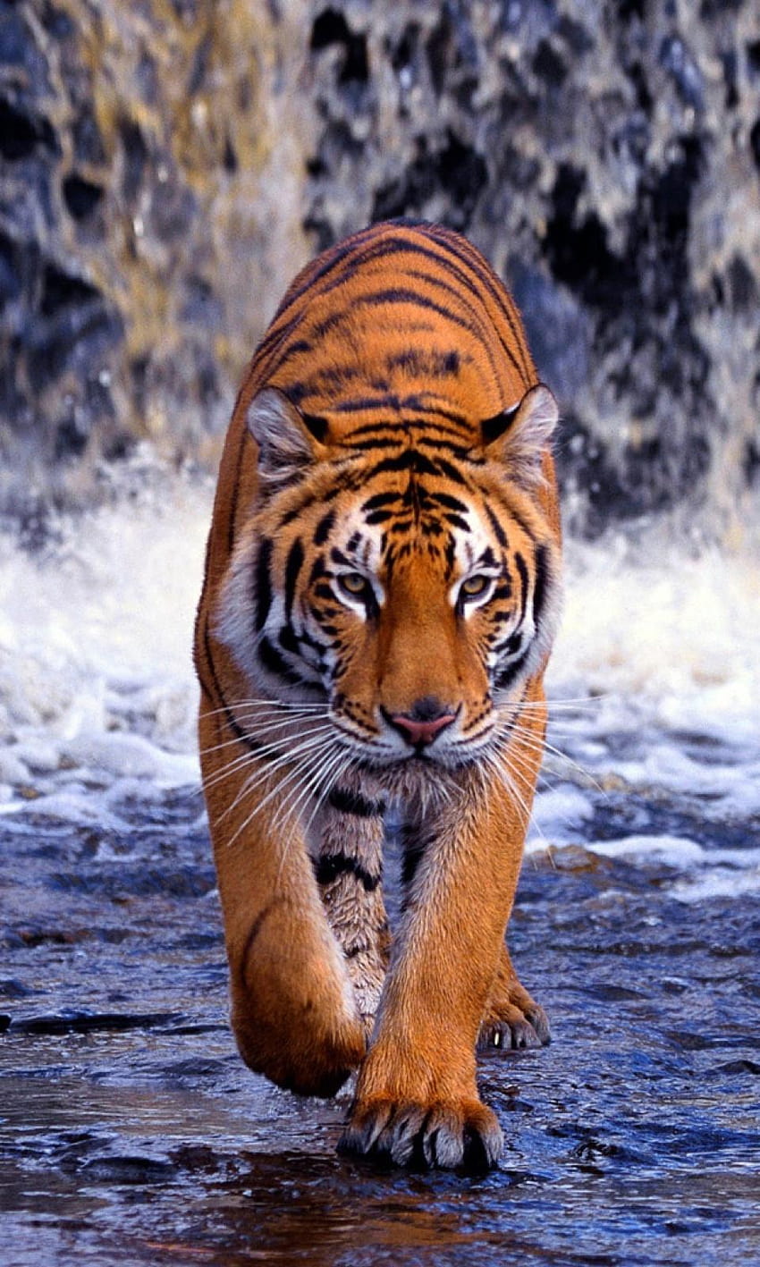 Retrato de tigre fondo de pantalla del teléfono