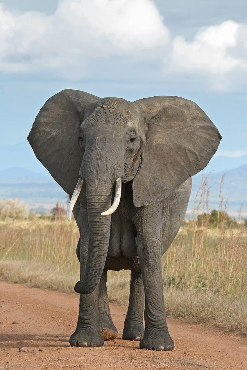 Best 2 African bush elephant ideas, world elephant day HD phone wallpaper