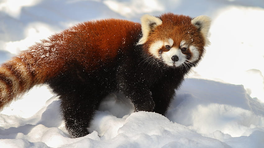 Red Panda Science, modelli di panda rosso Sfondo HD