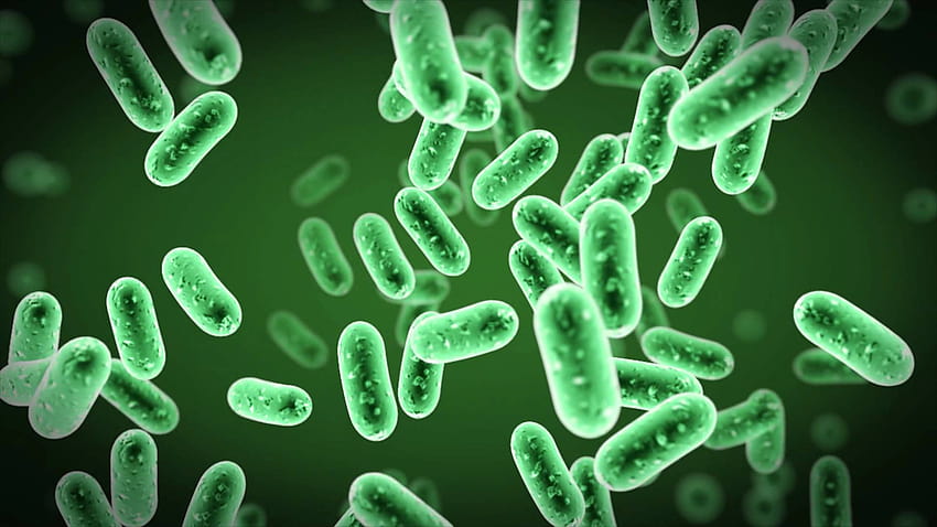 Bakteri, mikroorganisme Wallpaper HD